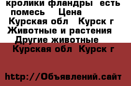 кролики фландры. есть помесь  › Цена ­ 1 000 - Курская обл., Курск г. Животные и растения » Другие животные   . Курская обл.,Курск г.